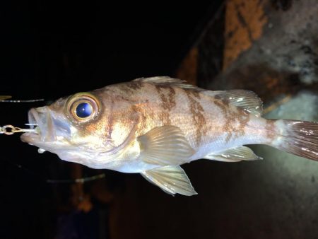 メバルプラッキング12