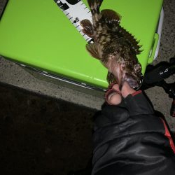 久しぶりの連続釣行