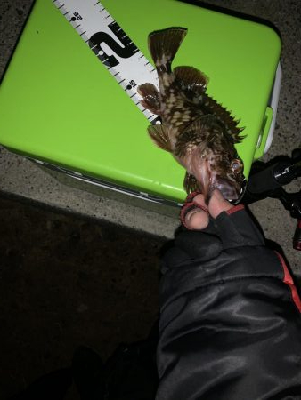 久しぶりの連続釣行