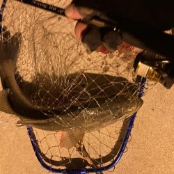 千田でシーバスゲーム