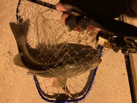 千田でシーバスゲーム