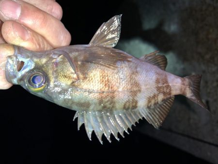 メバルプラッキング26