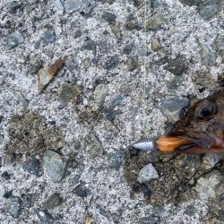 ガシラは入れ食い