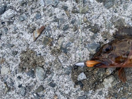 ガシラは入れ食い