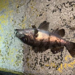 メバルプラッキング25