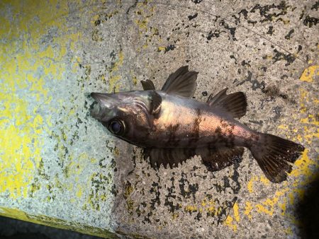 メバルプラッキング25