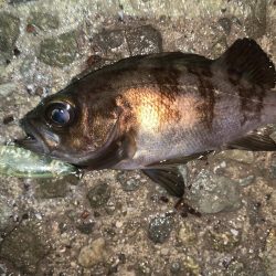 メバルプラッキング⑧