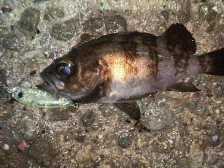 メバルプラッキング⑧