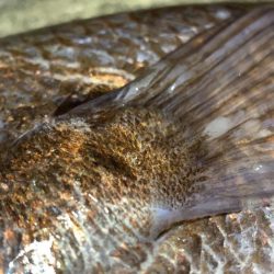 バケモノ釣れた