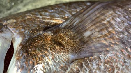 バケモノ釣れた