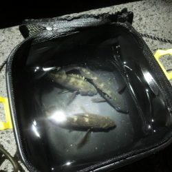 メバルは釣れてガシラが釣れない