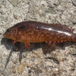 ゴールドのアイナメいたど