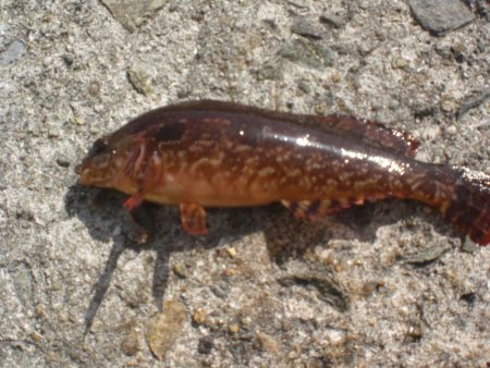 ゴールドのアイナメいたど