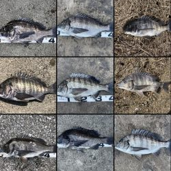 イチノ兄弟、釣果！