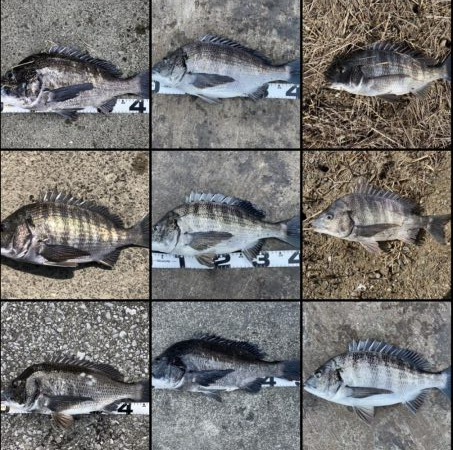 イチノ兄弟、釣果！