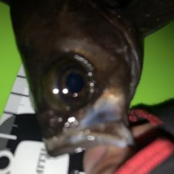 あれ？つ抜け！