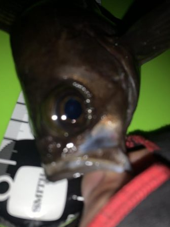 あれ？つ抜け！