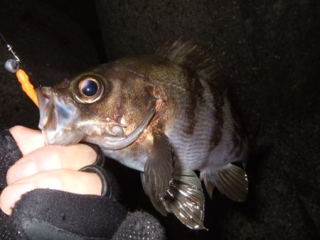 予想外に渋かった