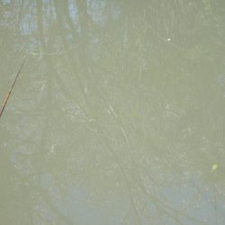 和歌山市某所でへらぶな４０ｃｍ✖１，マブナ３０ｃｍ×１