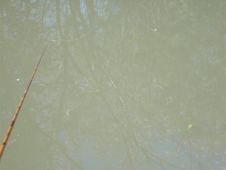 和歌山市某所でへらぶな４０ｃｍ✖１，マブナ３０ｃｍ×１