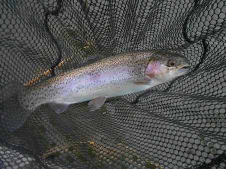 久しぶりの通天湖。