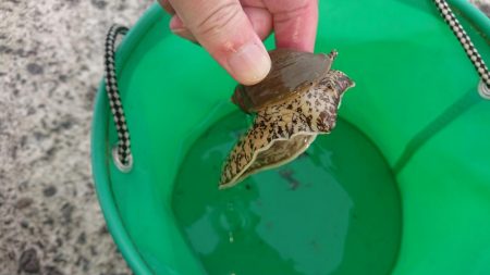 アイナメちゃんゲット