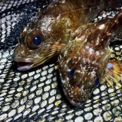 テトラ際べったり