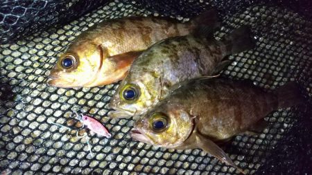 表層風ドリフト