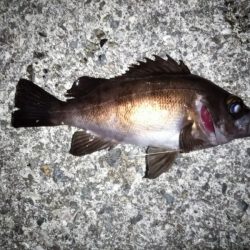 上げ潮に変わったタイミングで