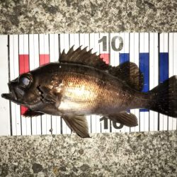 ライズも多くなりました