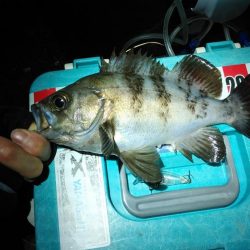 2週連続メバリング