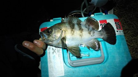 2週連続メバリング