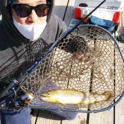 初エリアトラウト