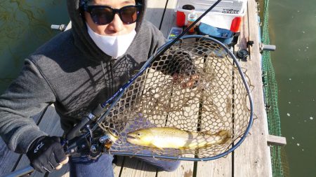 初エリアトラウト