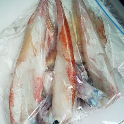 毎度です。リベンジヤリイカ釣り。