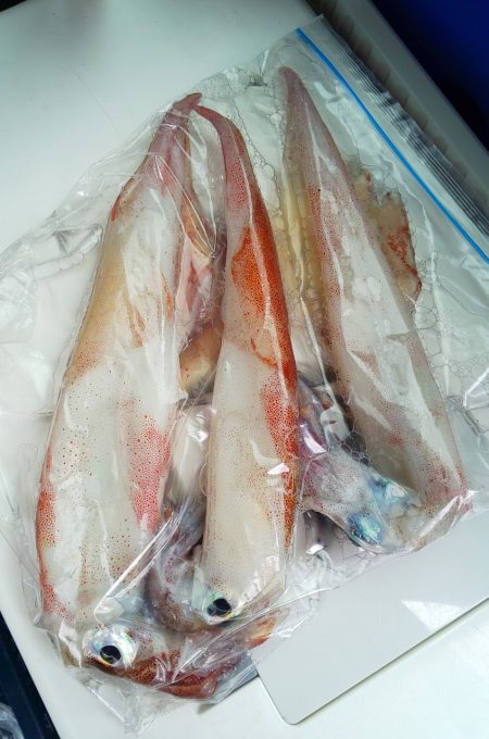 毎度です。リベンジヤリイカ釣り。