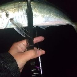 ジグ単アジングで良型