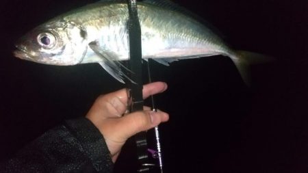 ジグ単アジングで良型