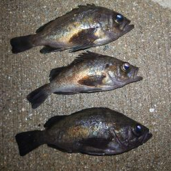 まったりメバリング