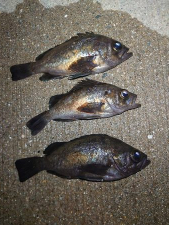 まったりメバリング