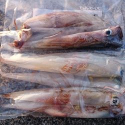 ヤリイカラスト？