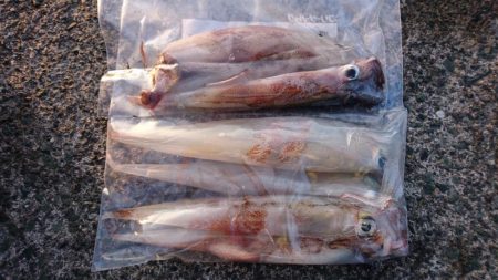 ヤリイカラスト？