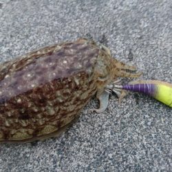 コウイカ渋い ヤリイカまだいた