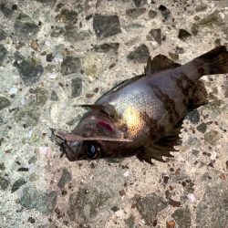 メバルプラッキング13