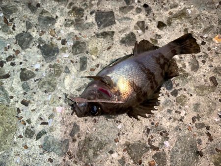 メバルプラッキング13