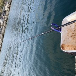 チヌ・アイナメ・カサゴ