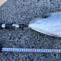 濁りなくなったら青物まだいた