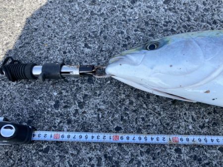 濁りなくなったら青物まだいた