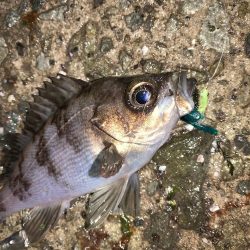 メバルプラッキング19