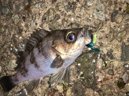 メバルプラッキング19